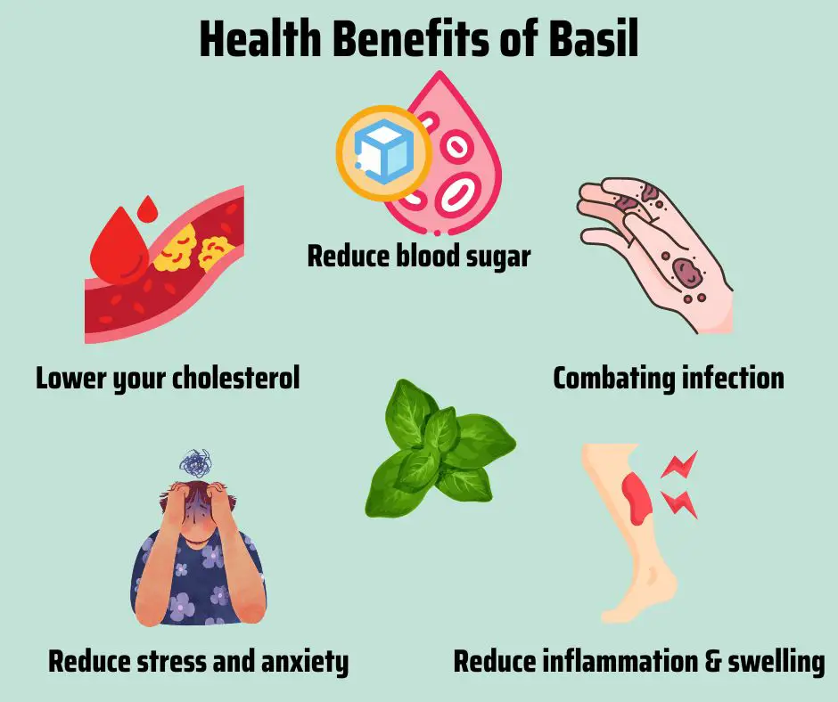 The first 5 amazing health benefits of basil