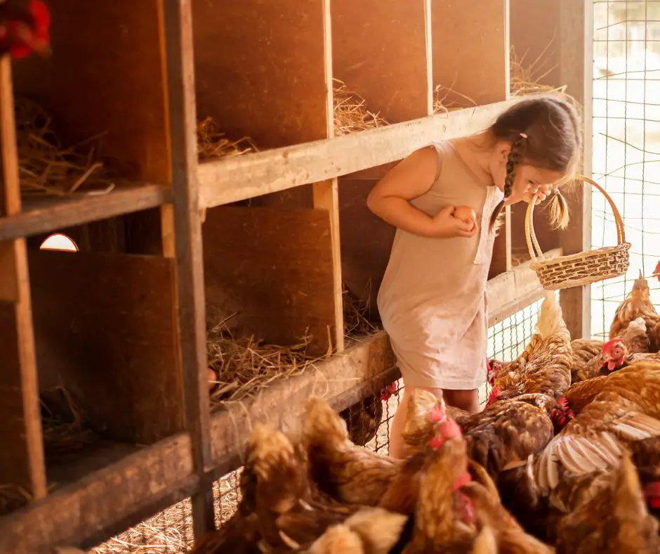 a girl is collecting eggs in the chicken coop