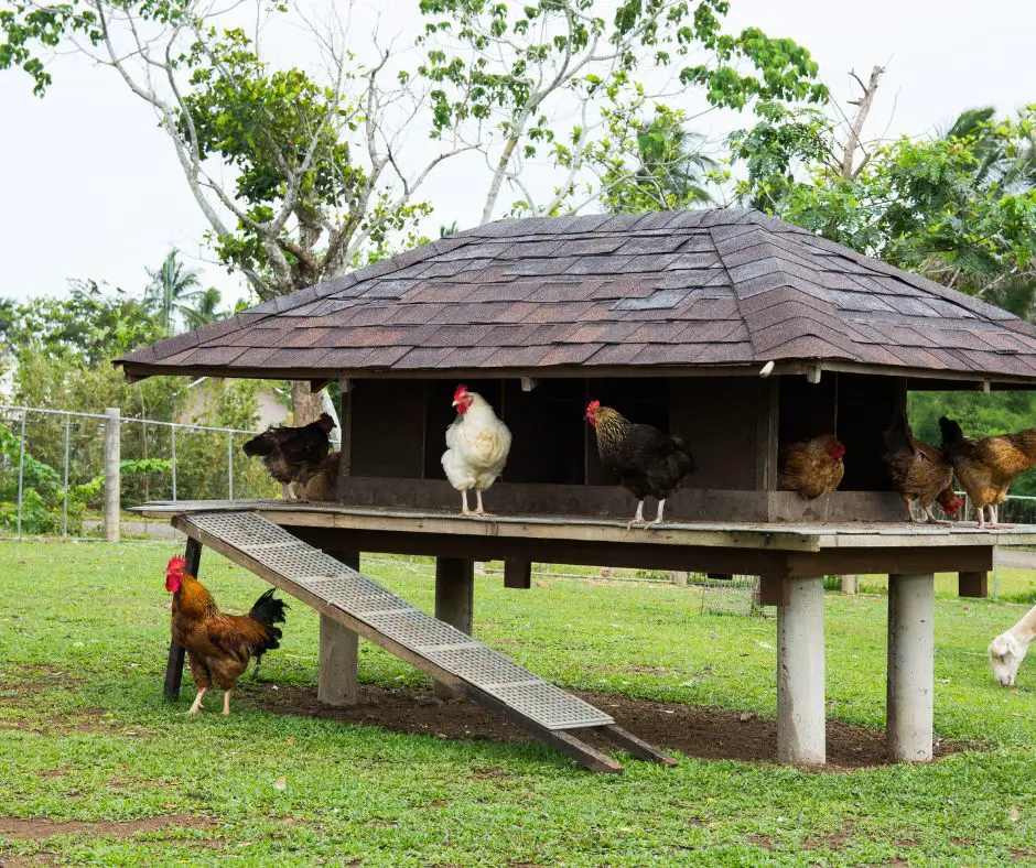 chicken coop