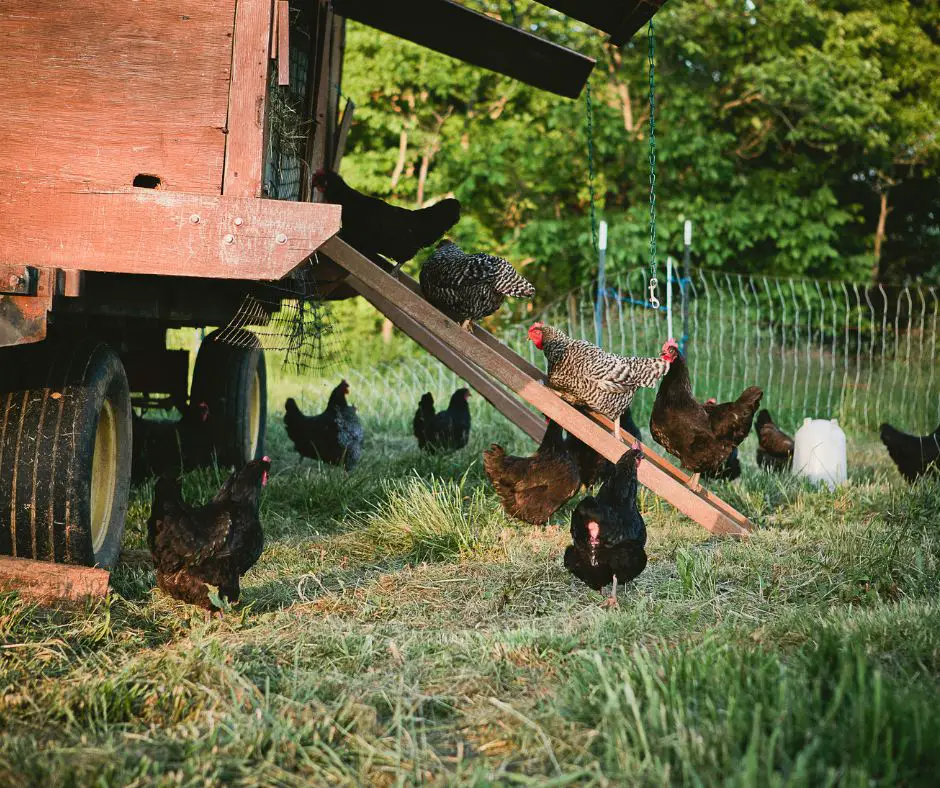chickens going into a chicken coop